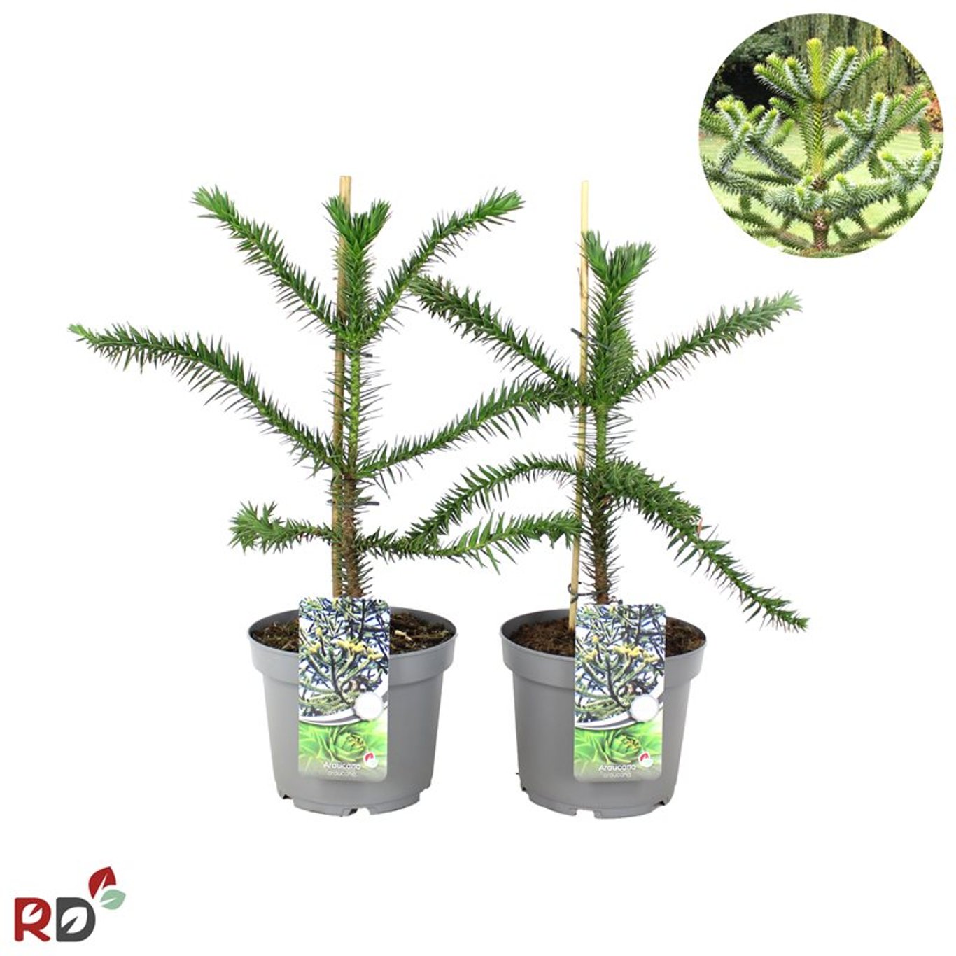 Araucaria araucana - C5 40-50 CM